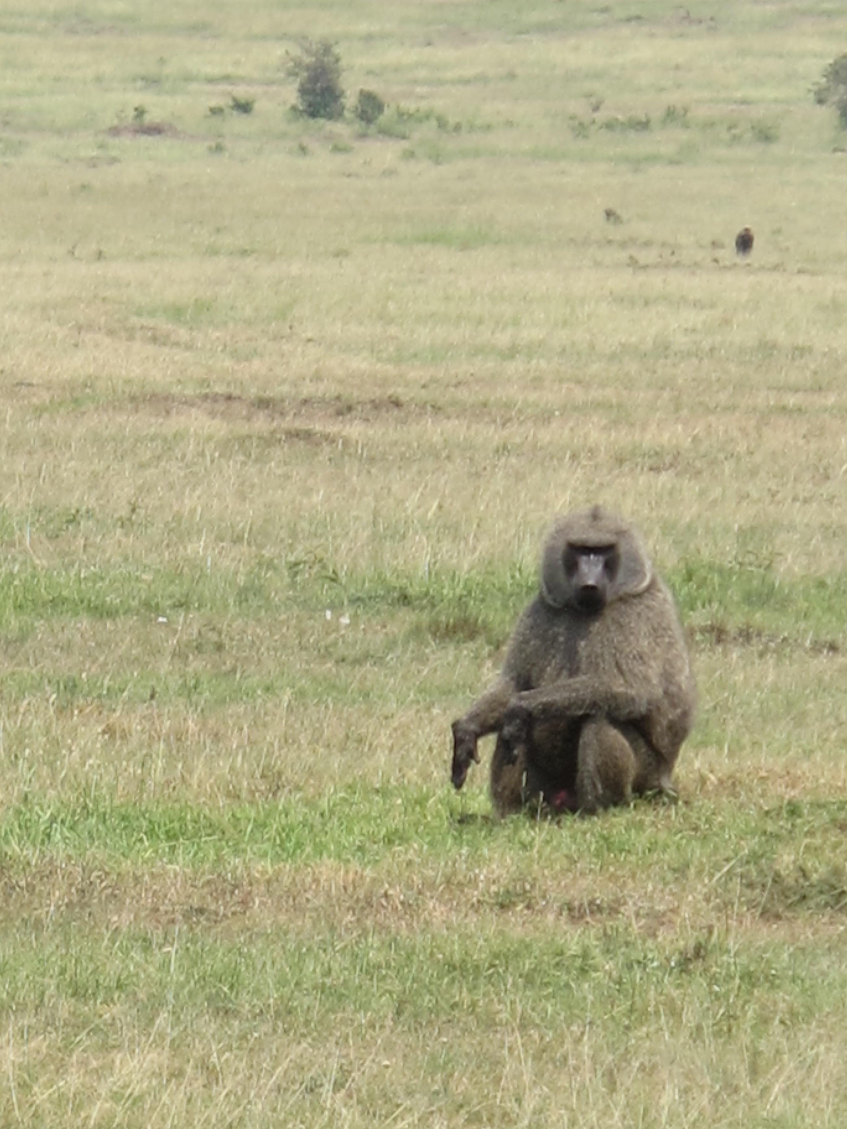 到非洲旅行带 8 岁小朋友同行有哪些需要注意的事项?