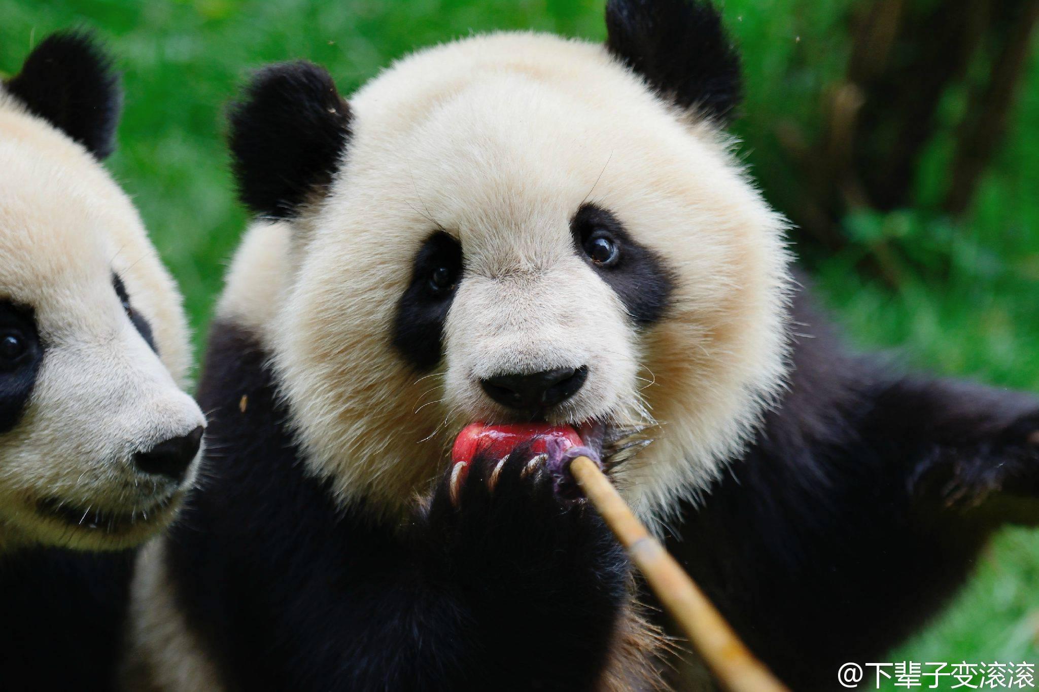 你有哪些收藏来反复看的大熊猫giantpanda的图片