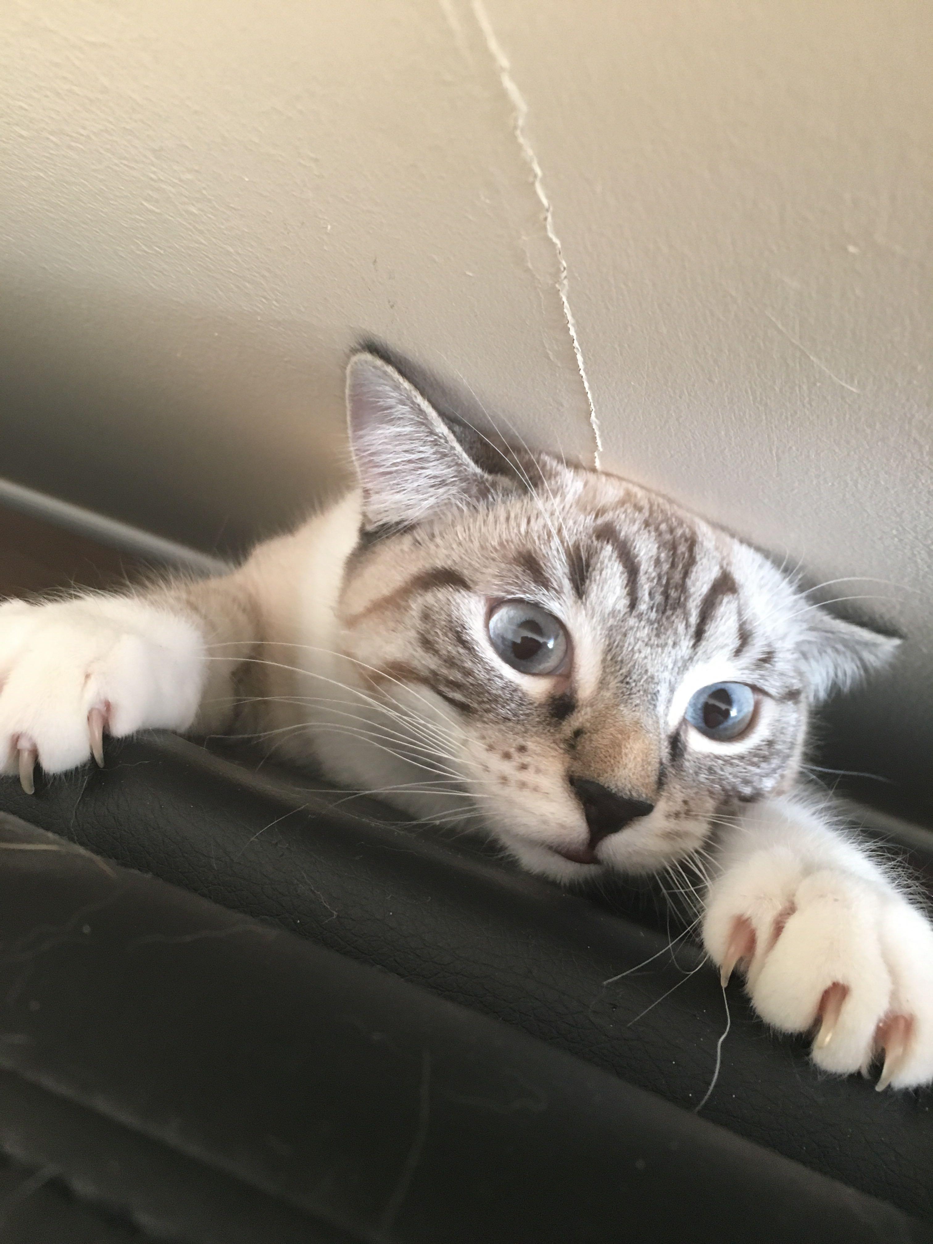 暹罗猫有山猫纹手套色么? - 知乎
