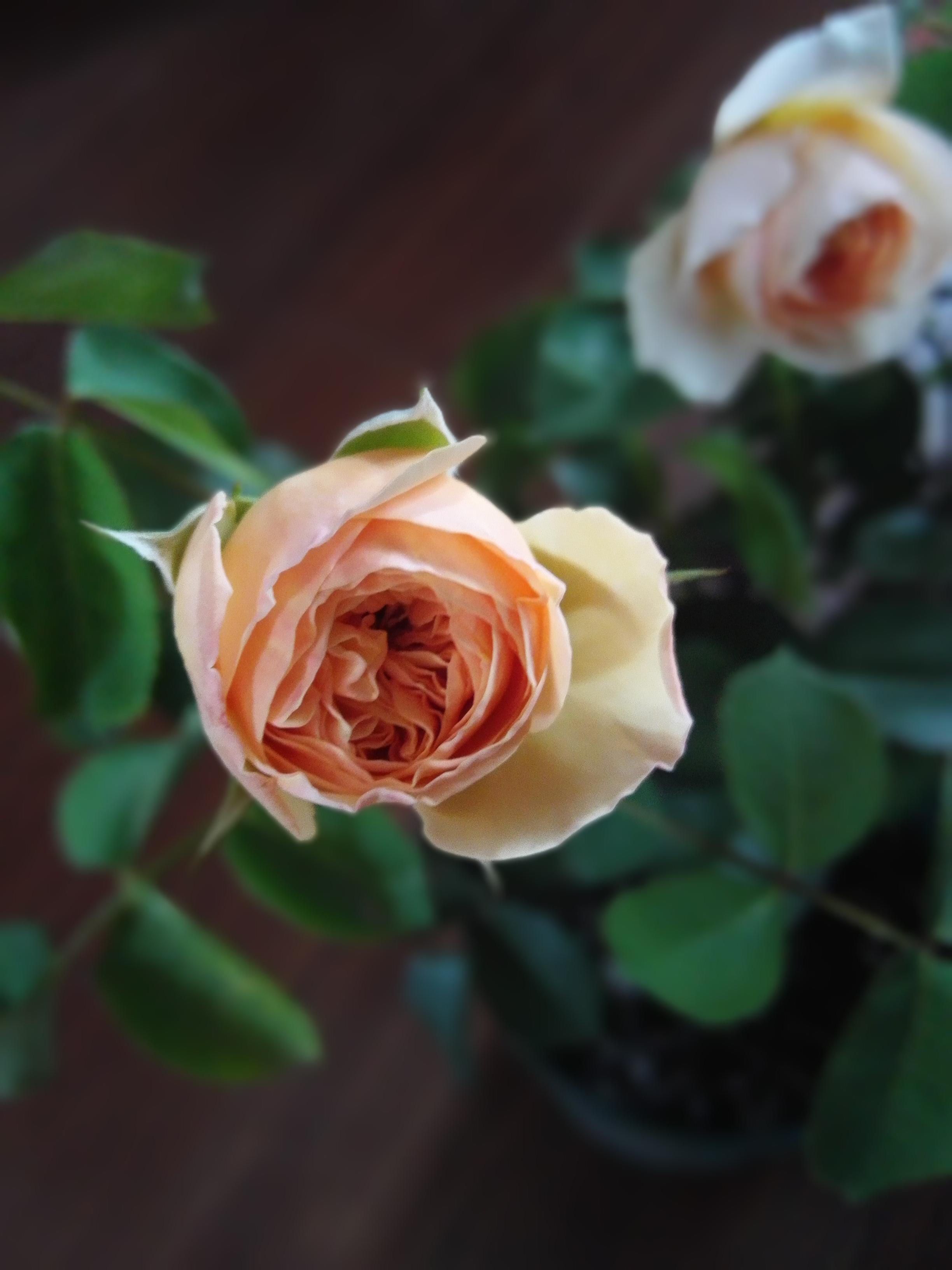 加百列月季花的种植方法和注意事项有哪些?