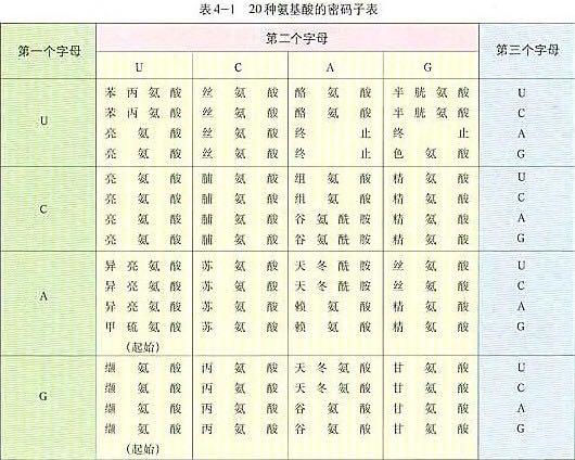 三联体密码子是如何被确定的呢? - 知乎