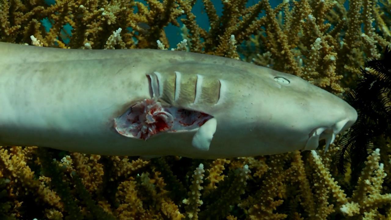 鲨鱼被割鱼翅后怎么是怎么死的饿死还是窒息死亡