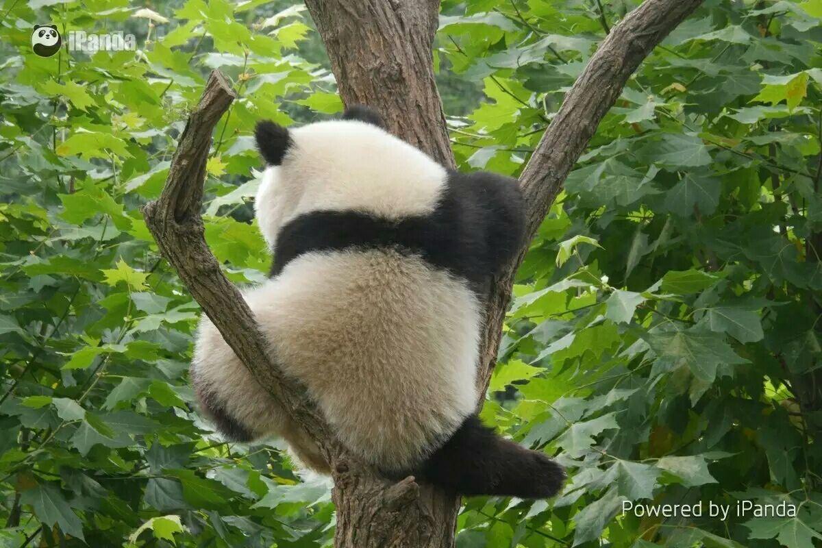 你有哪些熊猫 背影的萌图? - 知乎