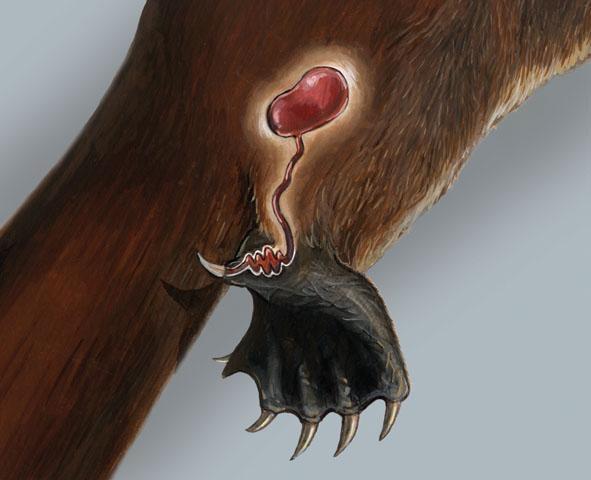 鸭嘴兽咬人么?凶猛么? - 知乎