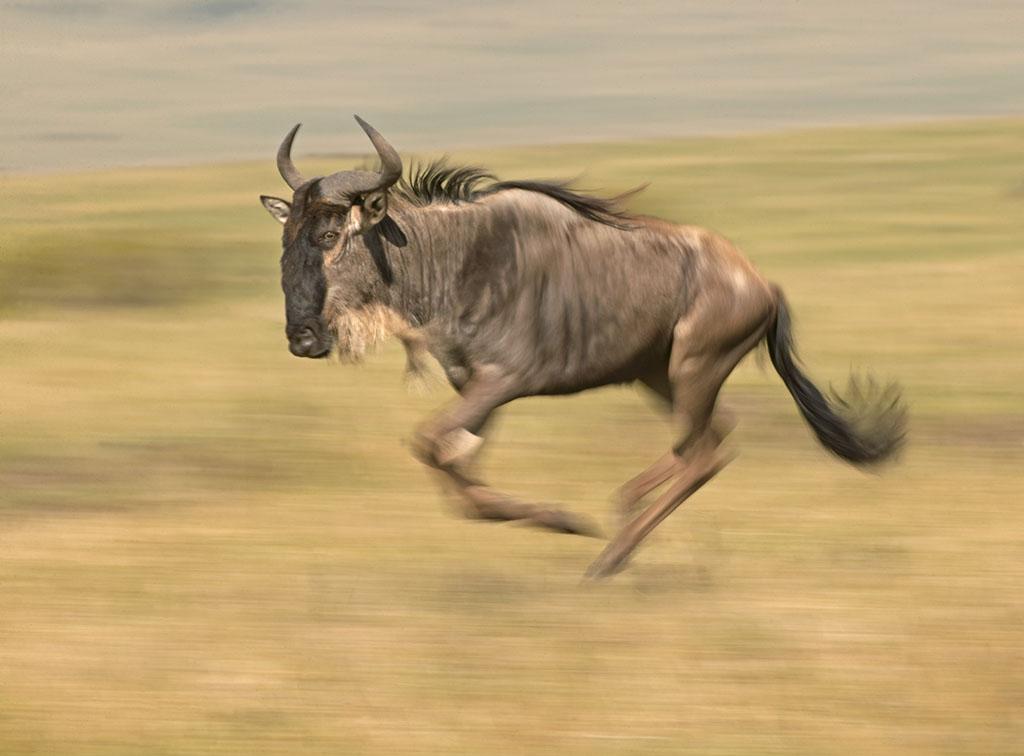 爬行健身有什么优缺点