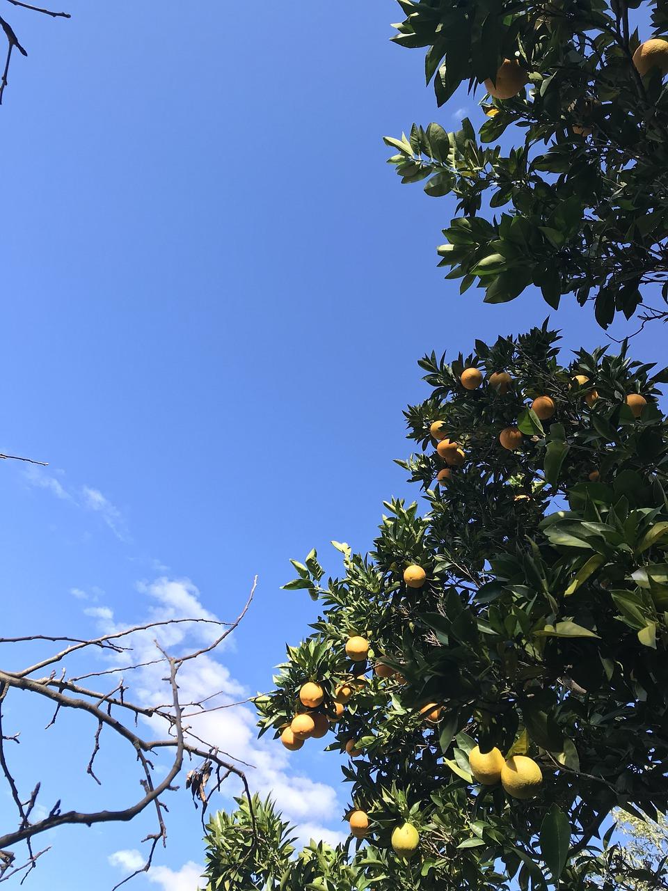 桔子树下的快乐