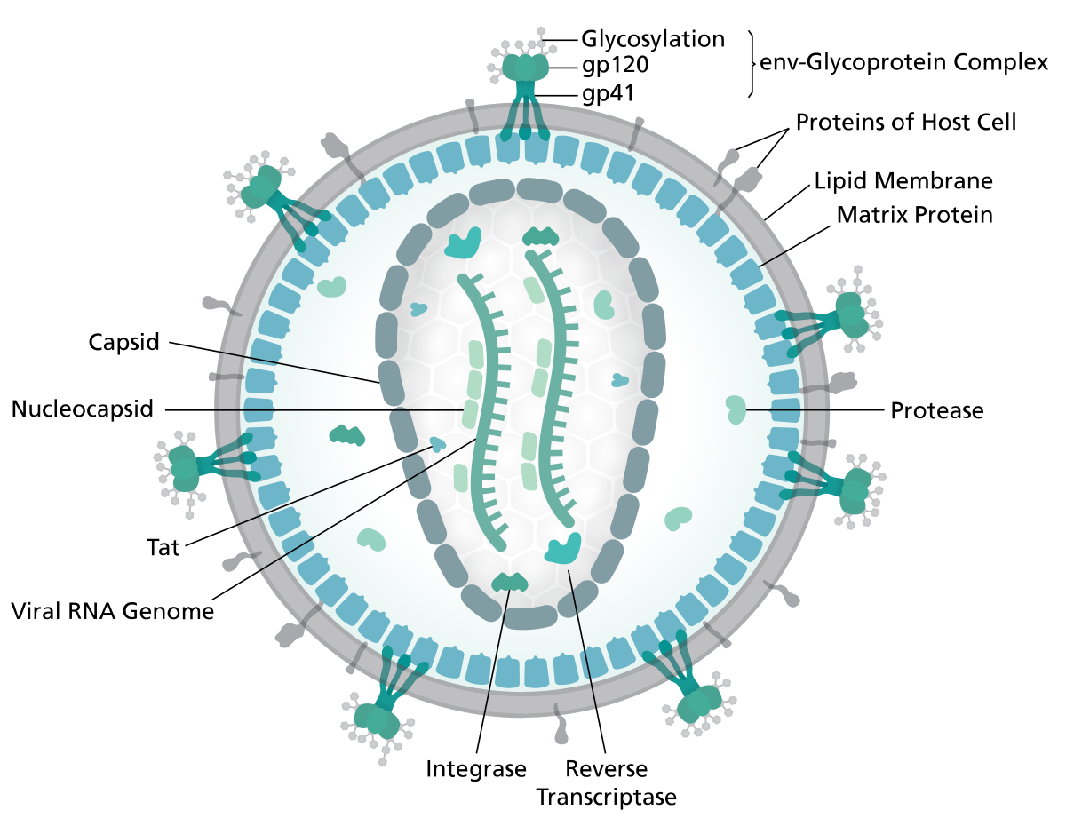 hiv病毒侵入宿主细胞后逆转录过程当中的逆转录酶是哪里来的? 
