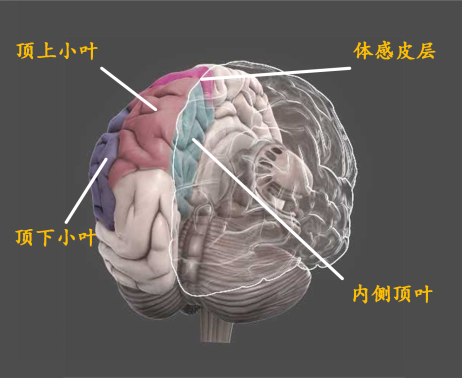 脑科学科普:认识你自己,从了解大脑开始 - 知乎