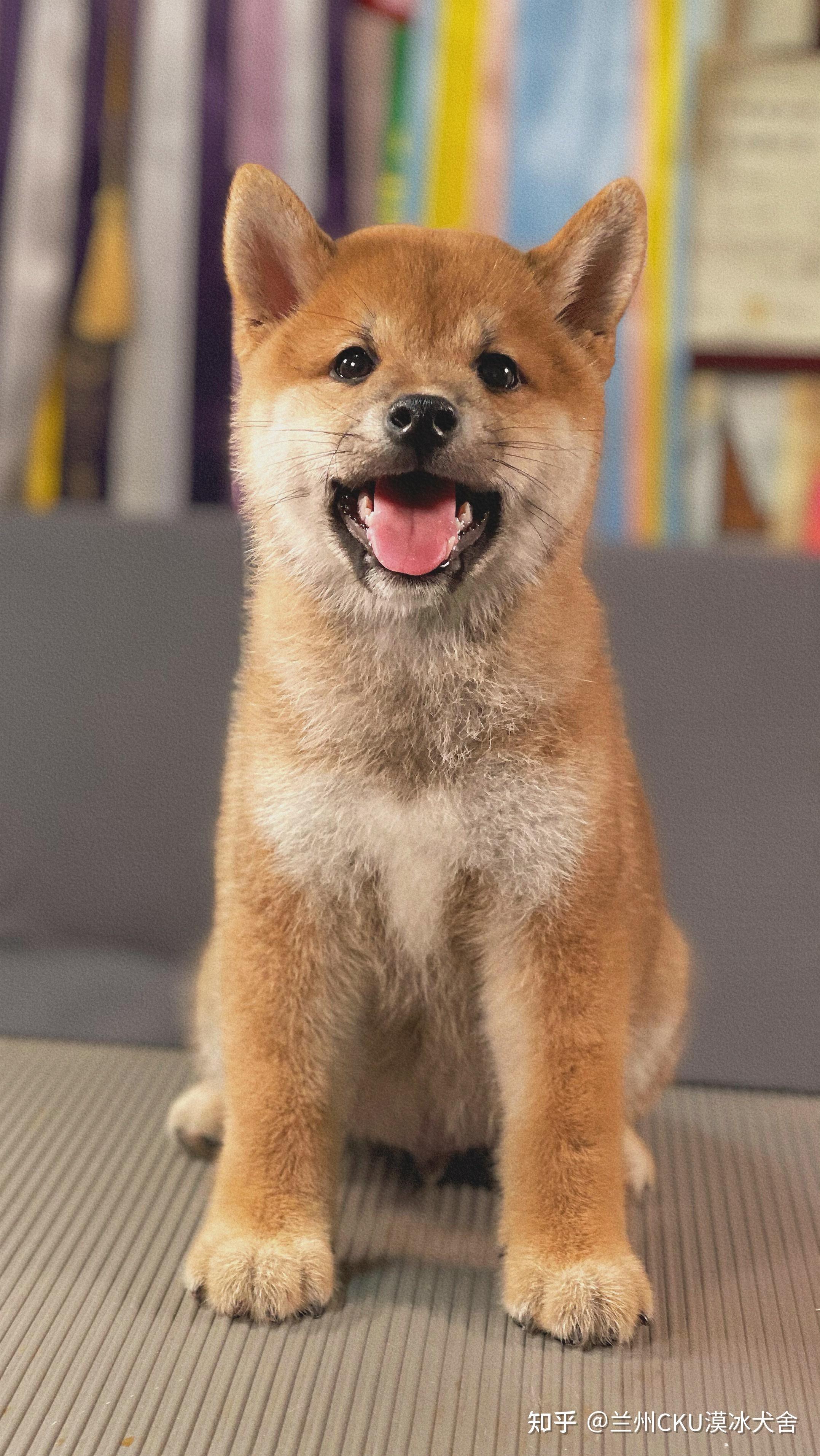 请问柴犬这种黑豆豆眉毛正常吗? - 知乎