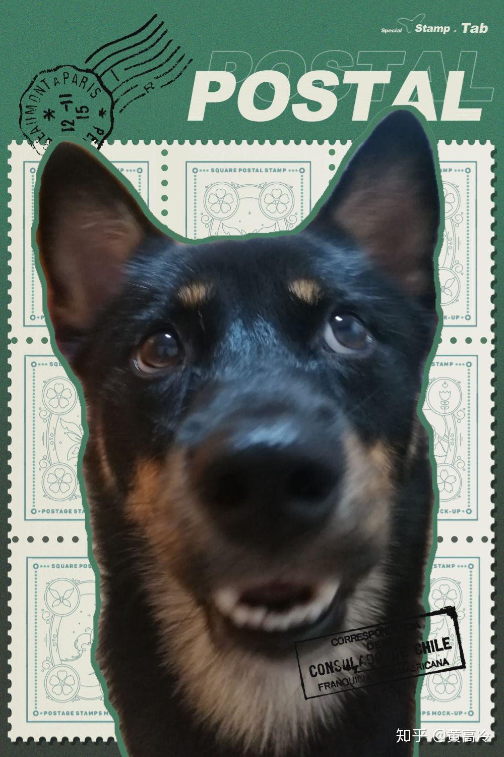 如何挑选四眼铁包金铁包银田园犬