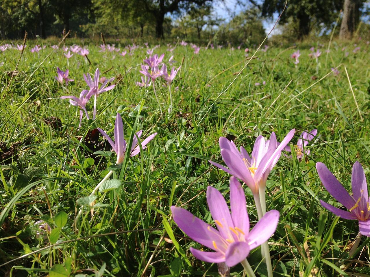 五色梅在什么季节开