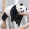 愤怒的兔子