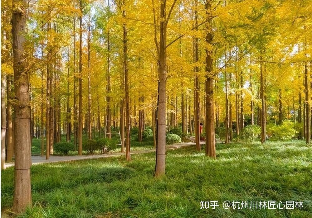 如何区分各种各样的杉树? - 知乎