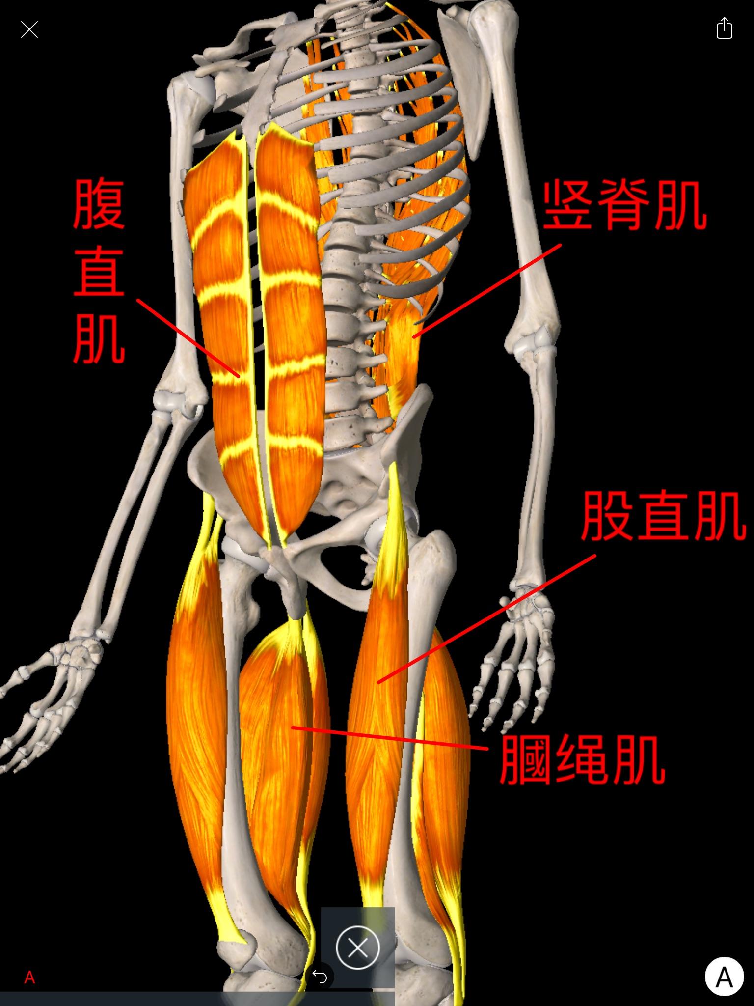 大腿前肌群图片