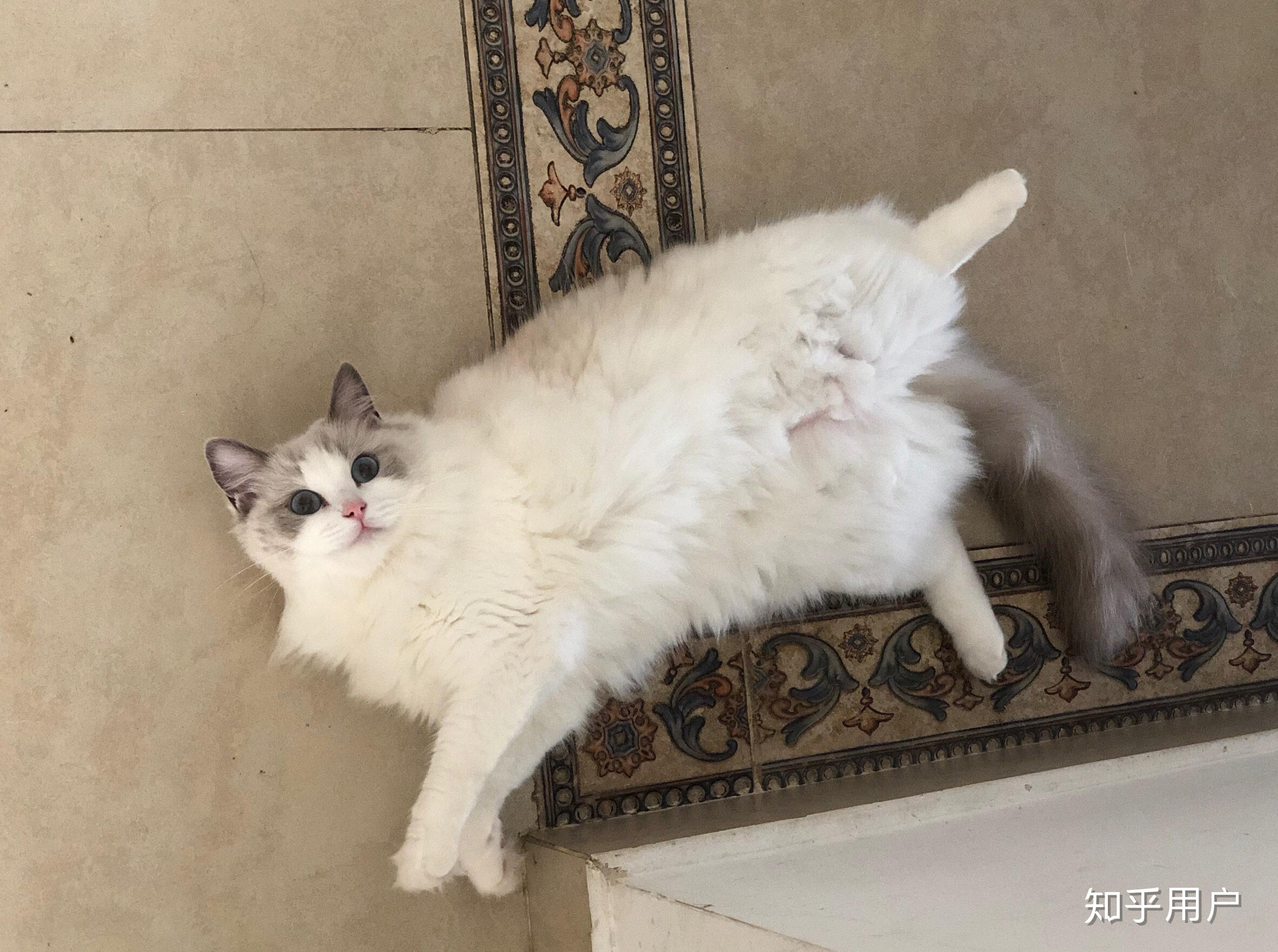 柯基和布偶猫能一起养吗