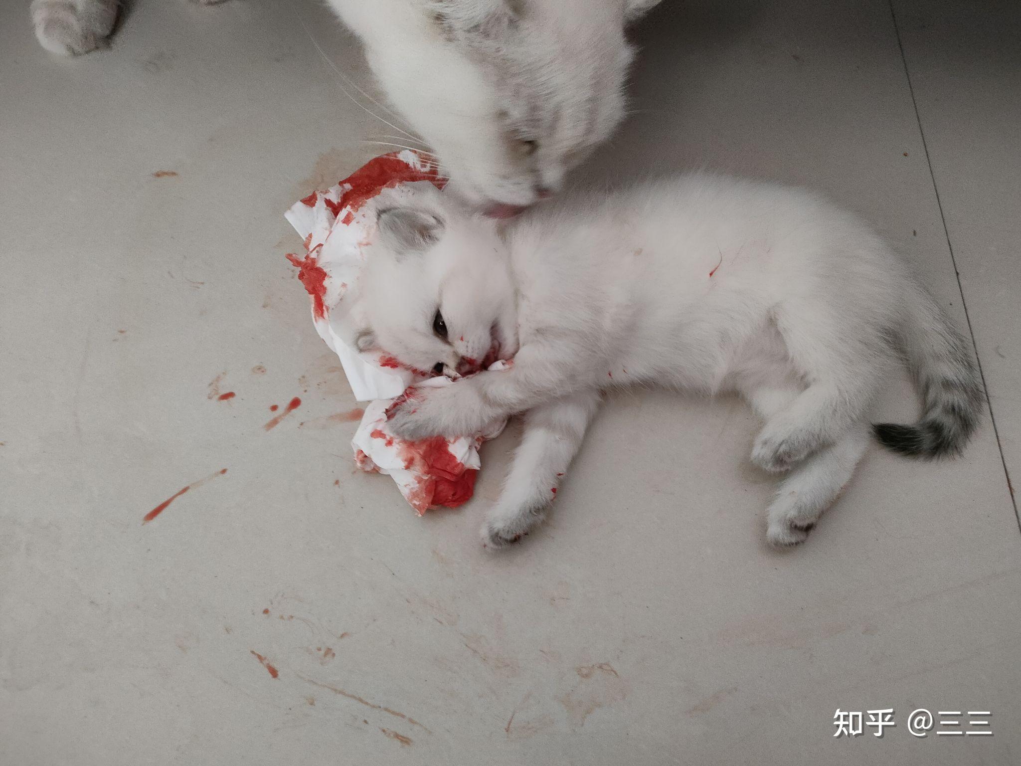 一不小心踩死了自己养的2个月大的小猫怎么办心里很难受