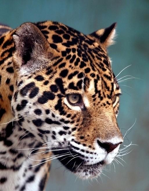 Amazon becoming a supple leopard 