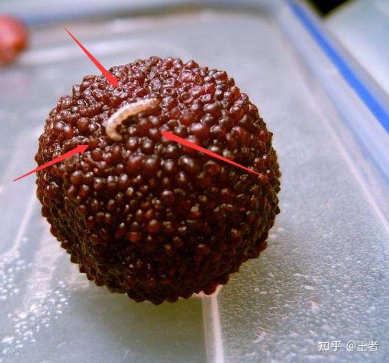 水果要不要煮熟吃我害怕里面有寄生虫就像科幻电影里面演的那种