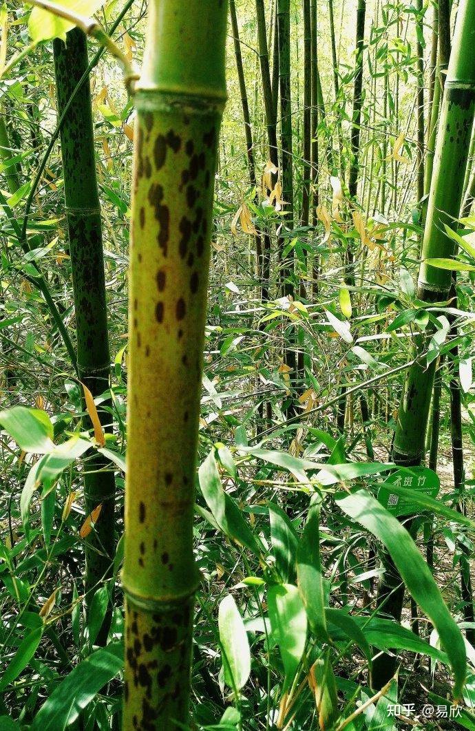 斑竹为什么又叫“湘妃竹”? - 知乎