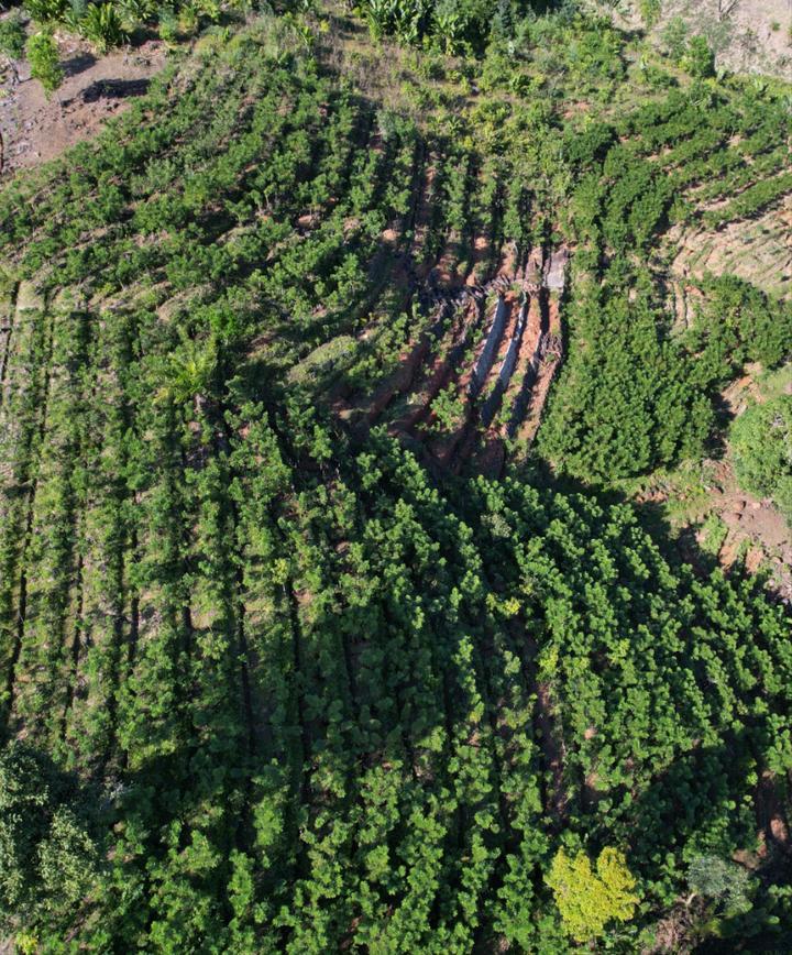 中国香草荚种植基地图片