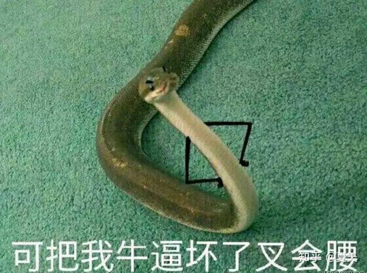 有没有一些蛇的表情包