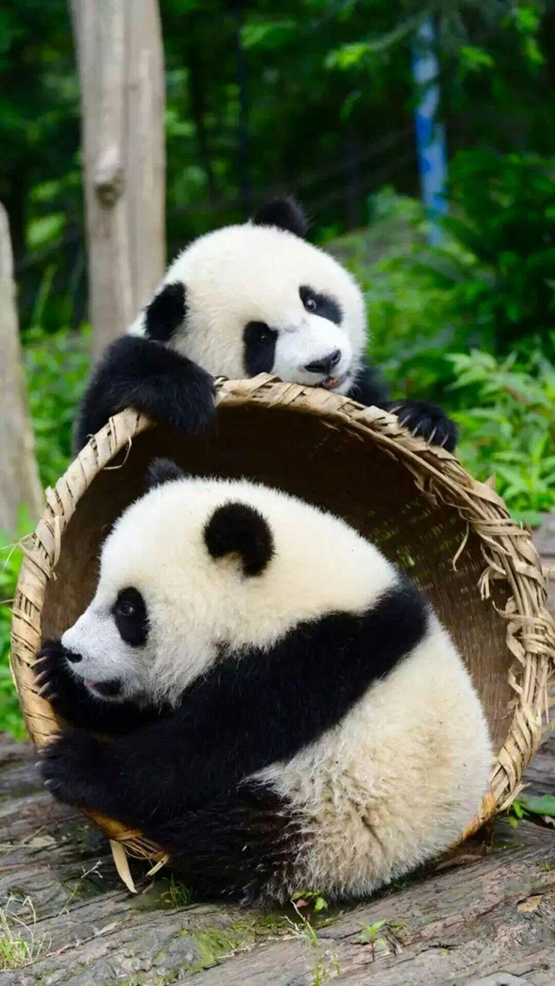 有没有很喜欢的熊猫图片壁纸