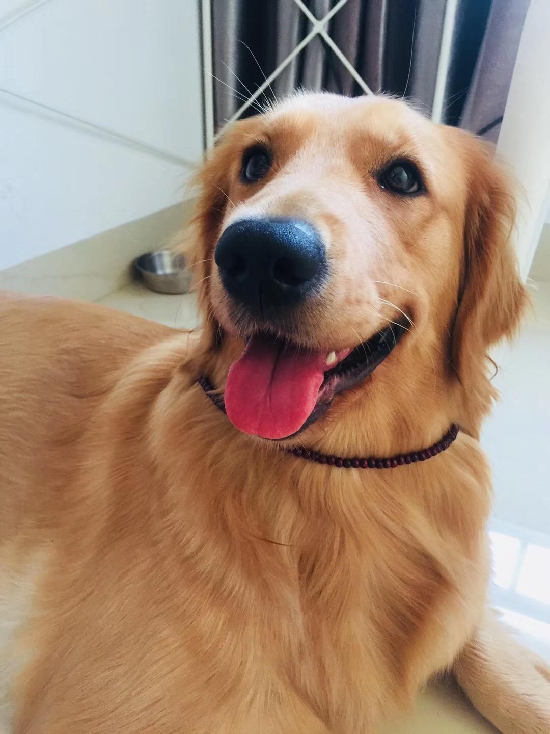 大黄狗是金毛吗……? - 知乎