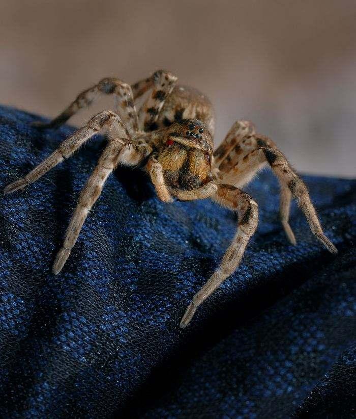 【动物界全系列】狼蛛总科—狼蛛科(下):黑腹狼蛛