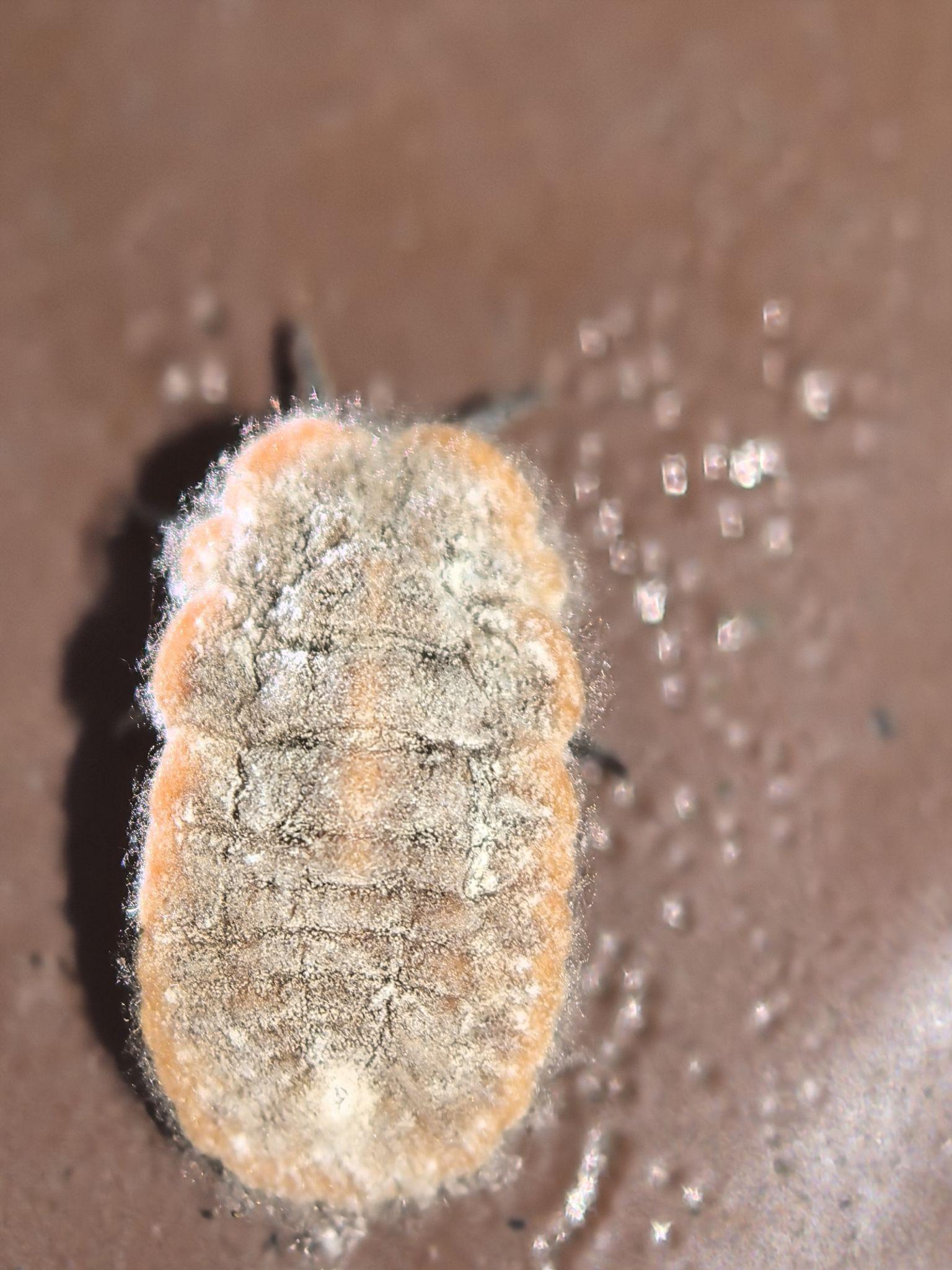 请问有人认识这种虫子么,家里发现的,带绒毛,捏死之后是黄色液体?