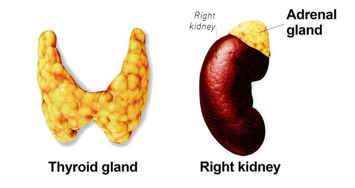 Thyroid And Adrenal Gland Problems – LIHS