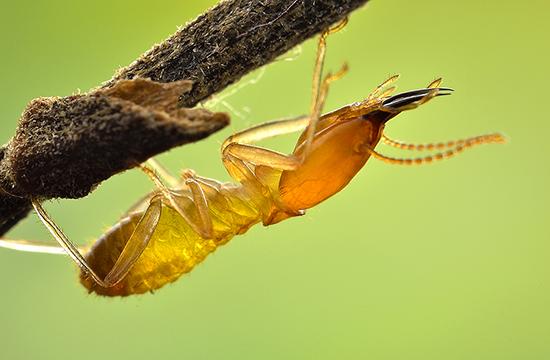 【动物界全系列】等翅下目—白蚁科(下):土白蚁