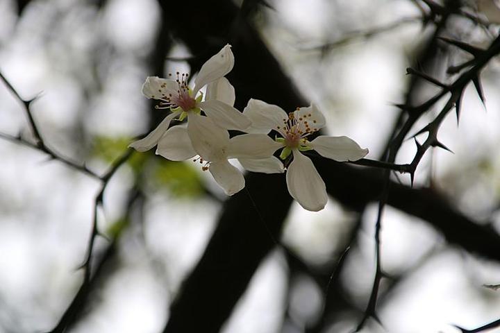 初识枳花 - 知乎
