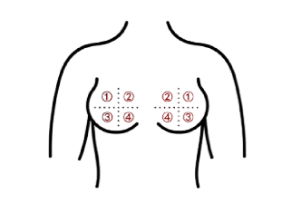 乳腺分区图解A区B区图片