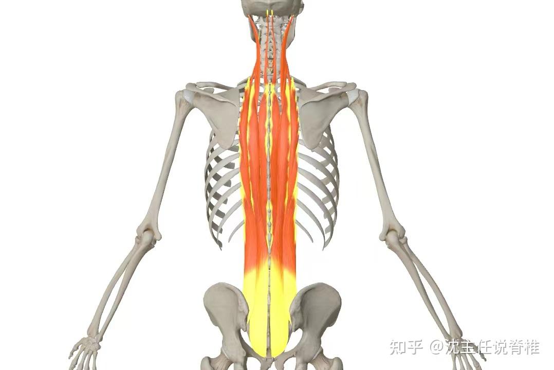 “练背治垮脸”的说法，能信吗？医生的回复真相了 - 知乎