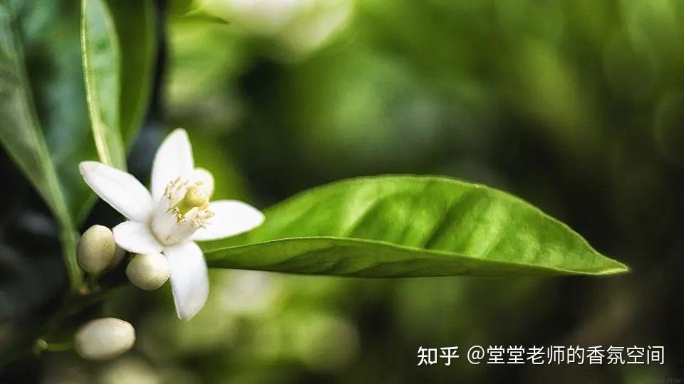 护肤美白一步到位,最懂女人心的『橙花精油』你值得拥有! - 知乎