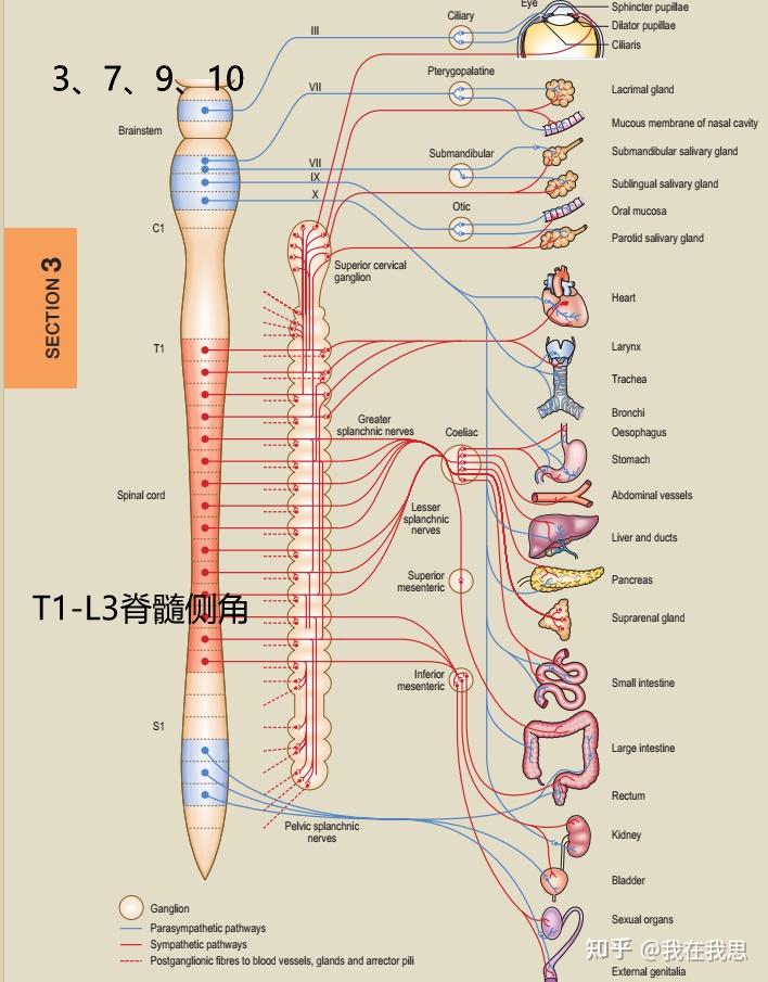 交感神经只由脊神经发出，副交感神经由脑干和脊髓发出是吗? - 知乎