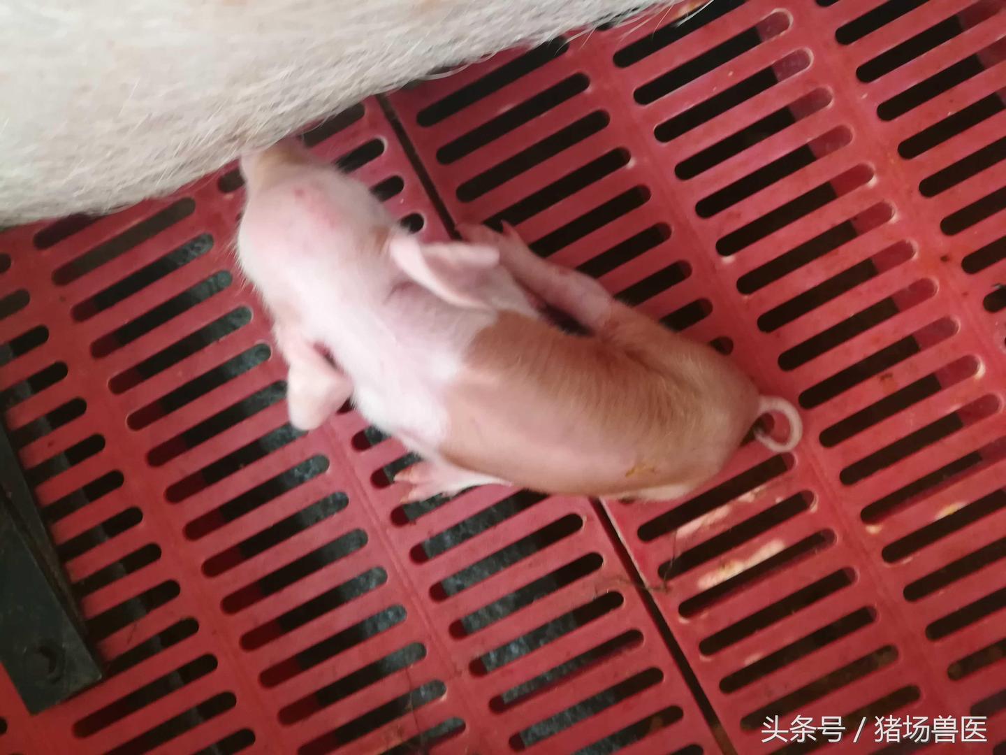 猪群出现神经症状,怎样排除伪狂犬疾病呢?这里有净化它的方法! - 知乎