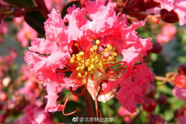 如何评价去年北林大育种的新品种紫薇被命名为灵梦这件事