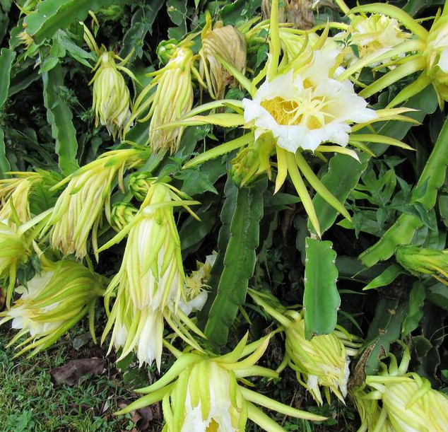 霸王花,不仅是花,更是自然的传奇!