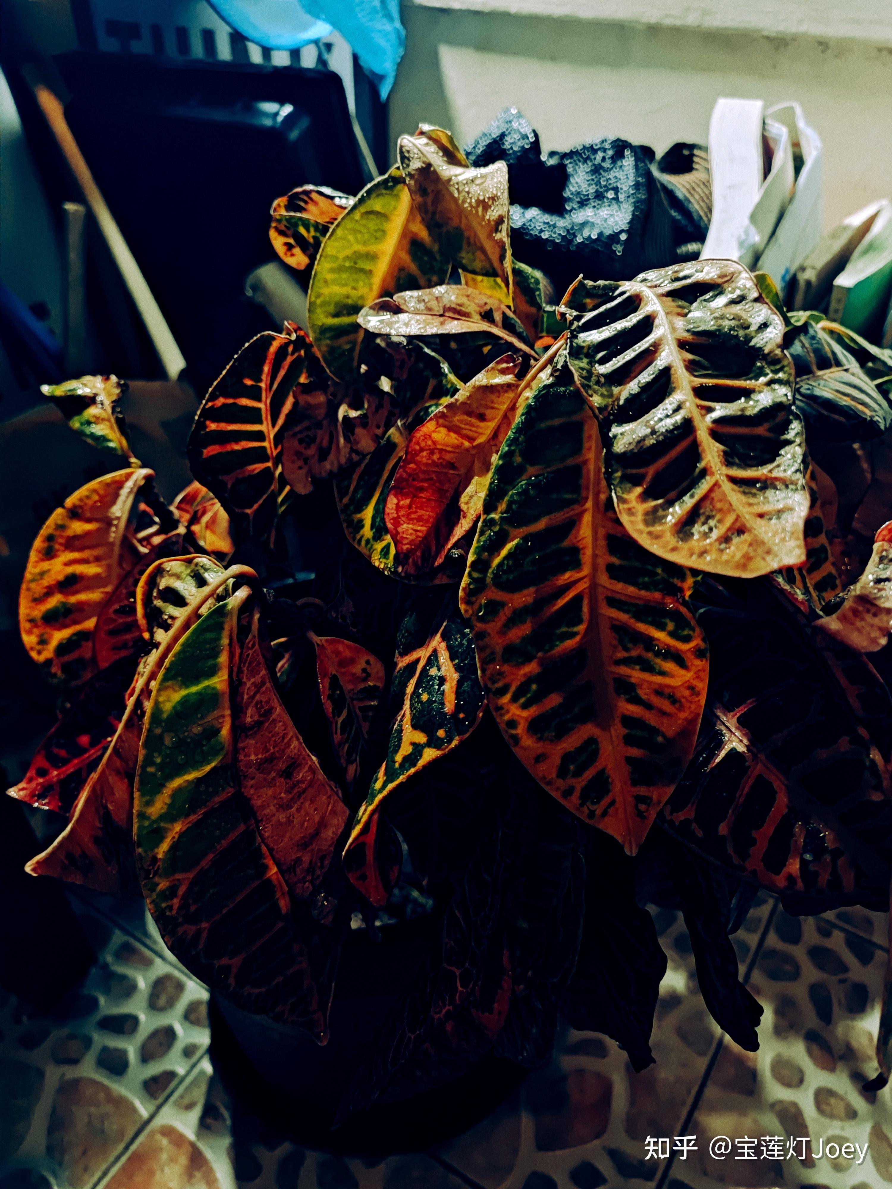 3-7:桃源派广场,变色木室内过冬,迷你口袋公园先睹为快,龙血树搬入