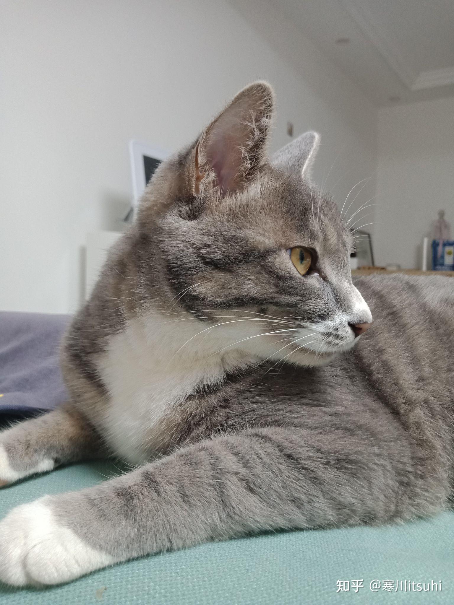 灰色狸花猫罕见吗? - 知乎