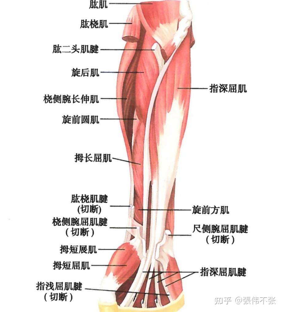 有关手臂的问题为何有的男生胳膊特别是前手臂比较细而有的男生手臂粗