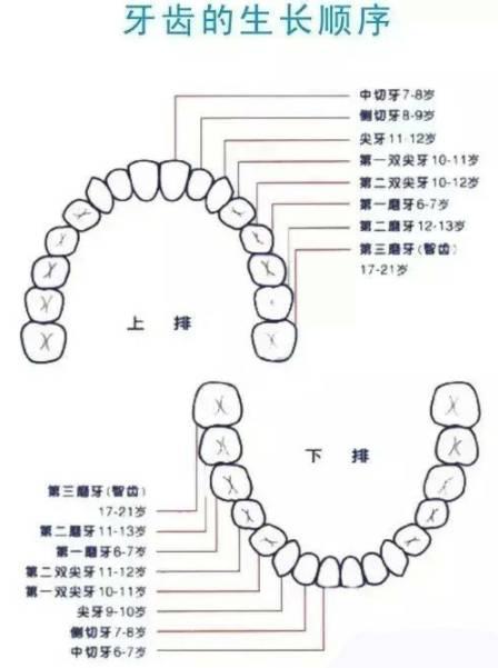 长牙顺序图28颗图片