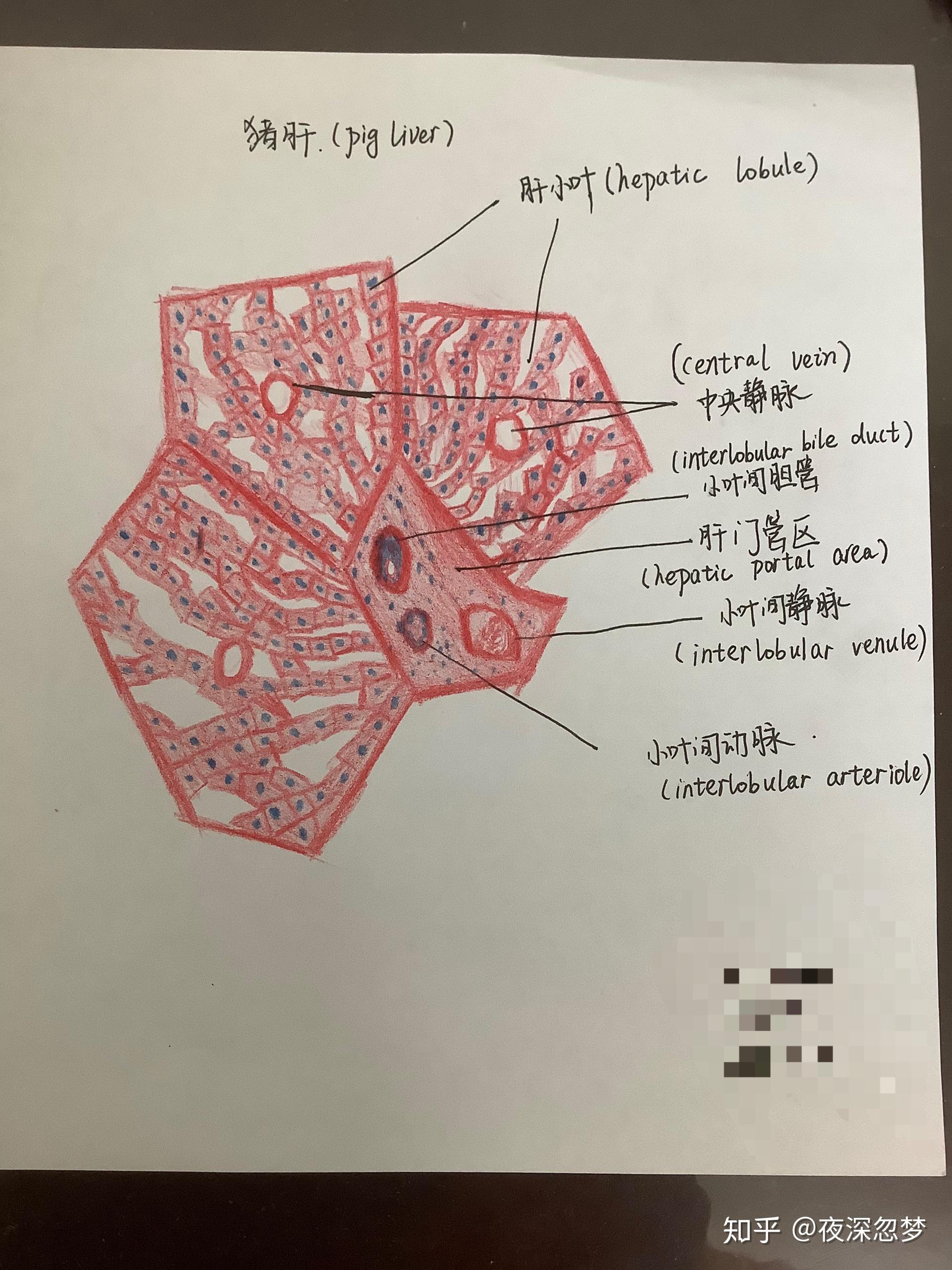 有醫學解剖組胚基礎實驗課的手繪圖嗎比如肝的髒面