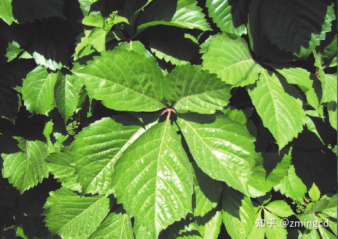 五片叶子的植物都有哪些？ - 知乎