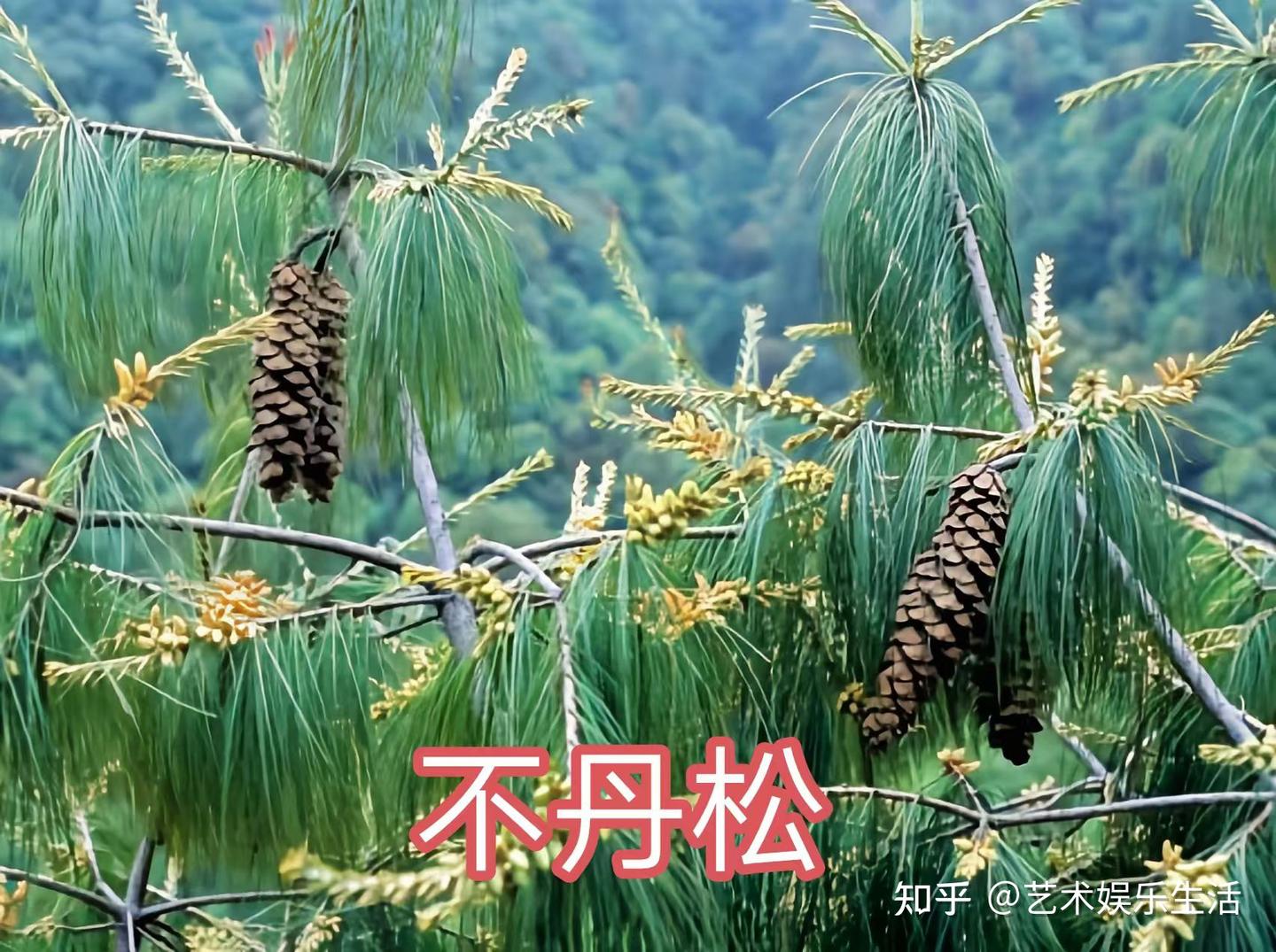 215种松科植物,最长寿的狐尾松已经活了4800岁 - 知乎