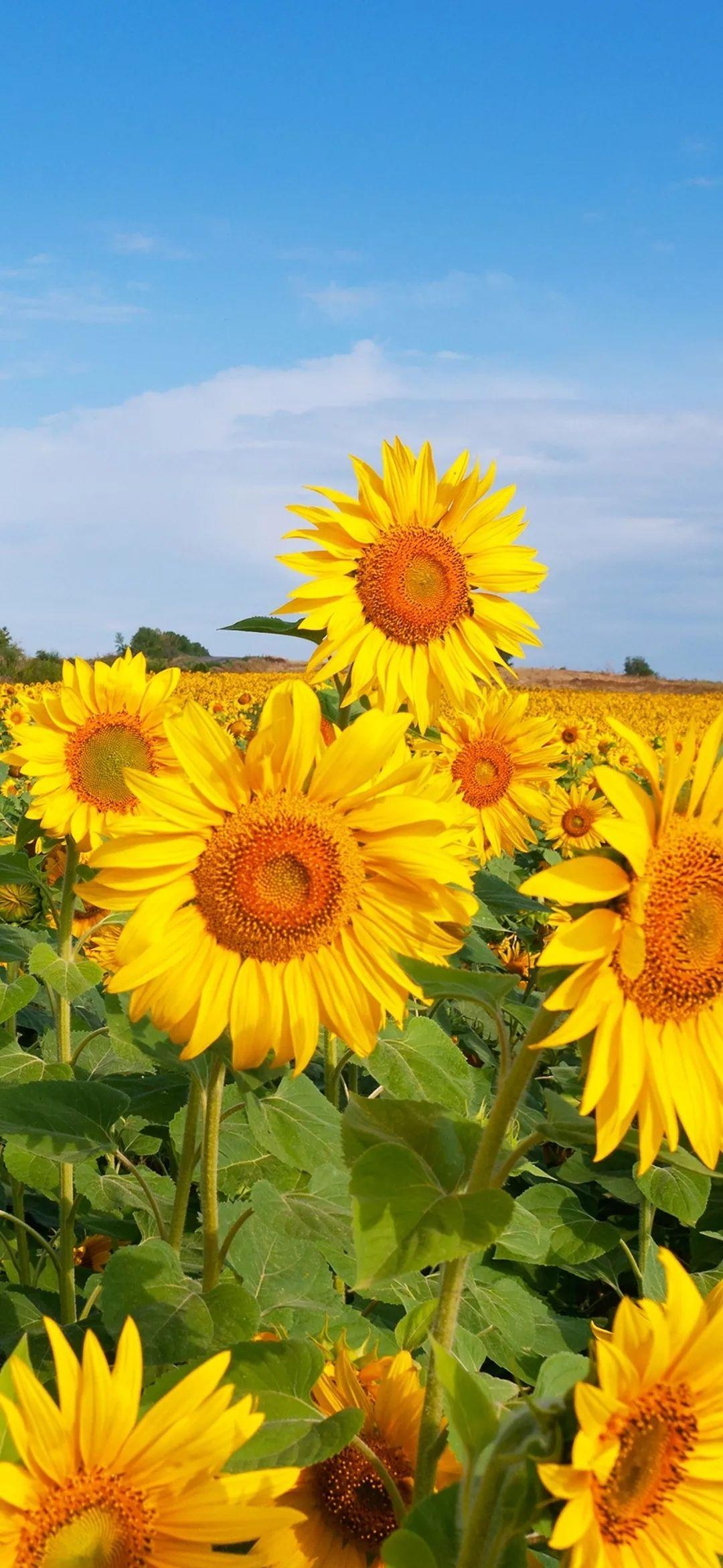 有没有都是向日葵的壁纸呢,让人看了心情超好的?