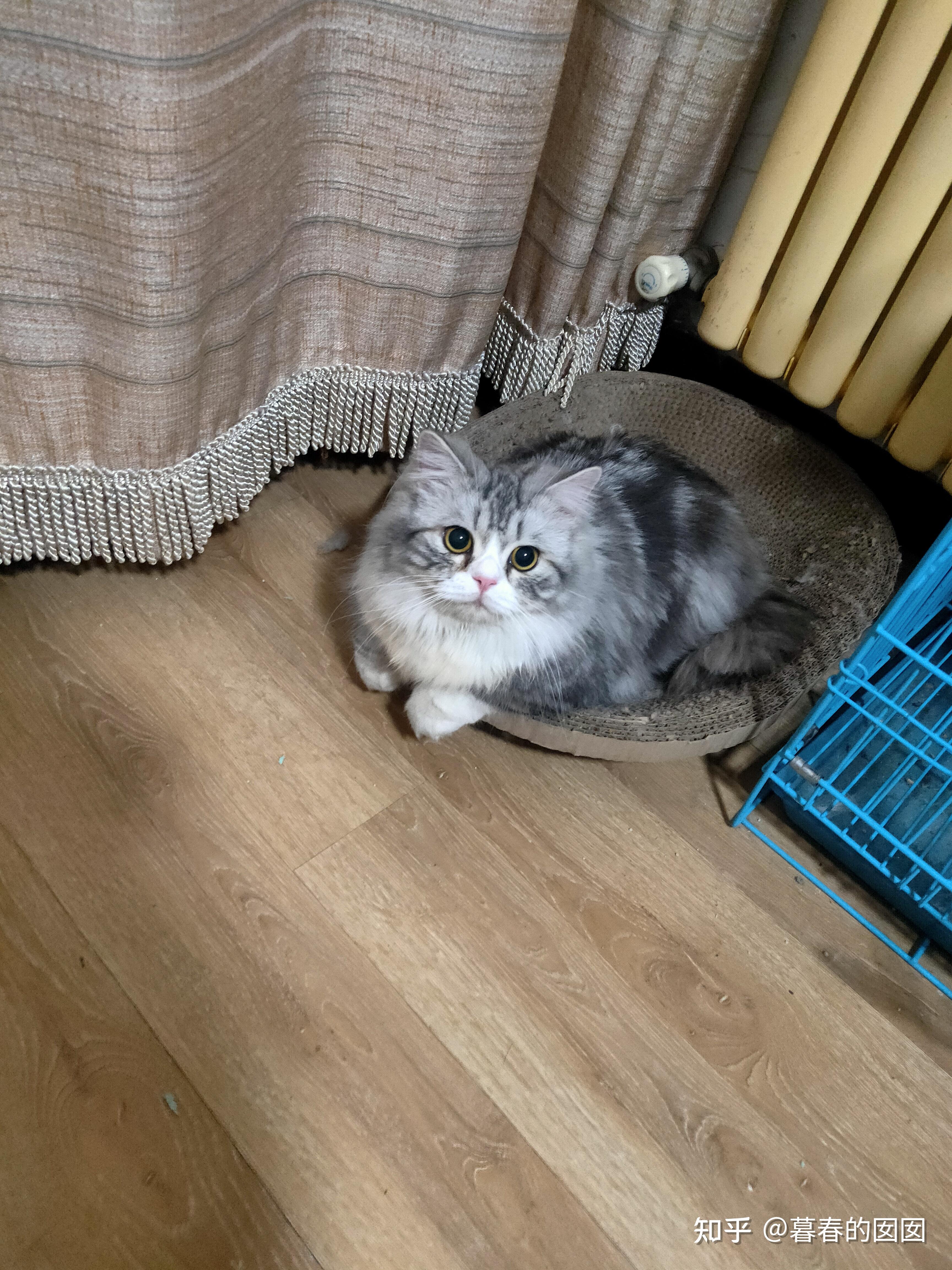 美短返祖长毛猫有人买吗