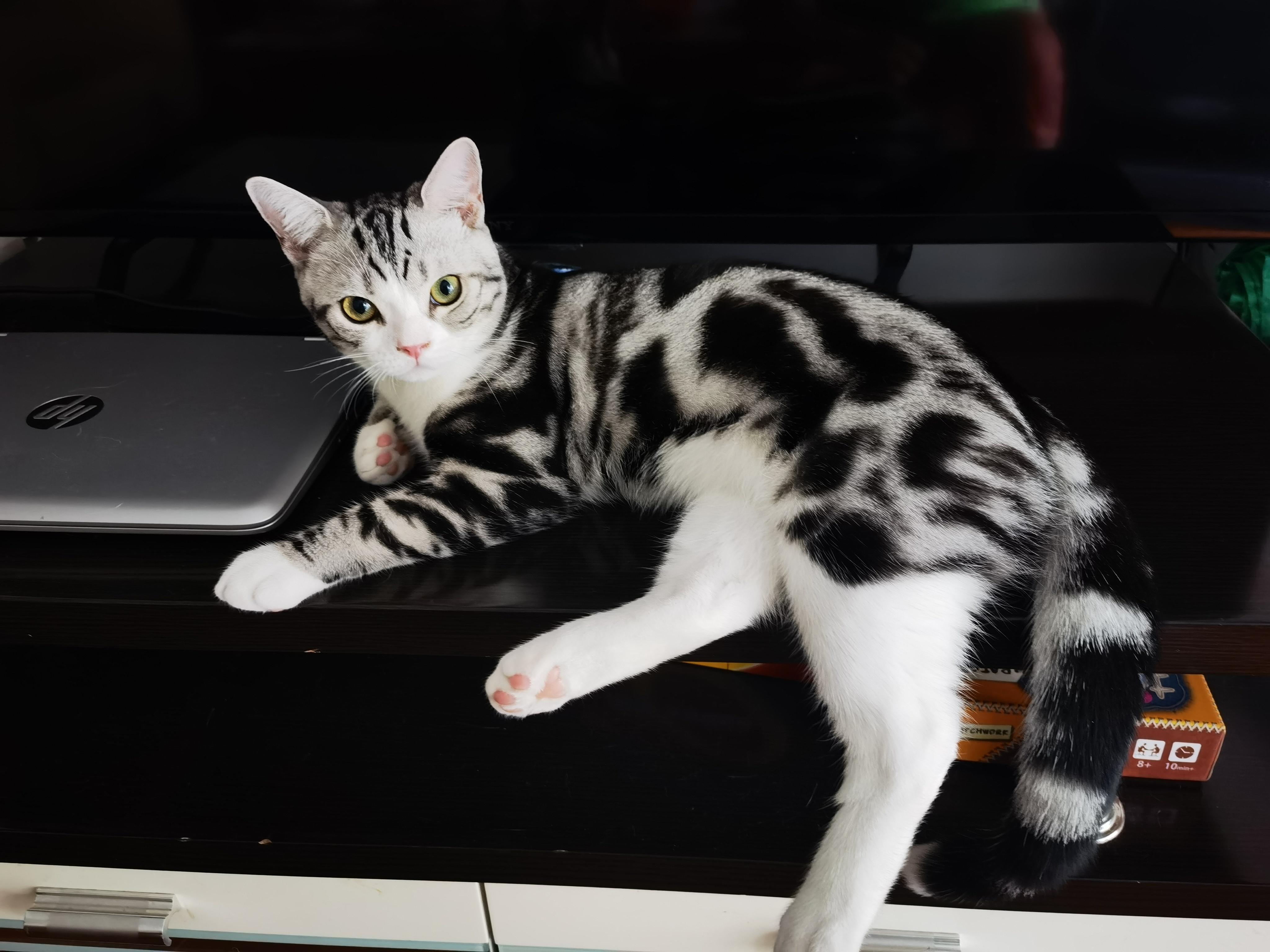 美短加白怎么样算好的?