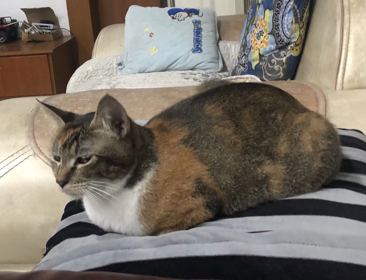 养雀猫(麻猫)是一种怎样的体验? - 知乎